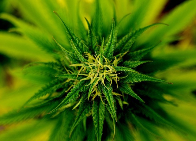 marijuana
